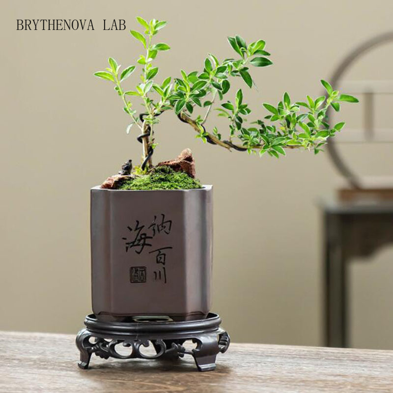 Bonsai Garden Europe - Chinese Style Purple Clay Bonsai Vase