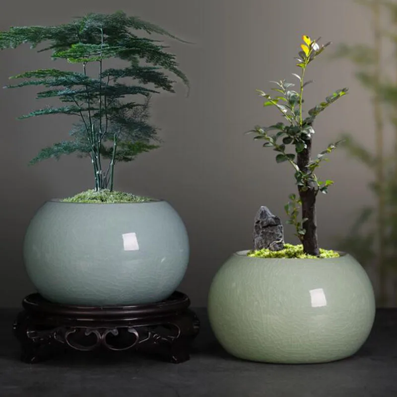 Bonsai Garden Europe - Asparagus Fern Plant Pot Flowerpot Chinese