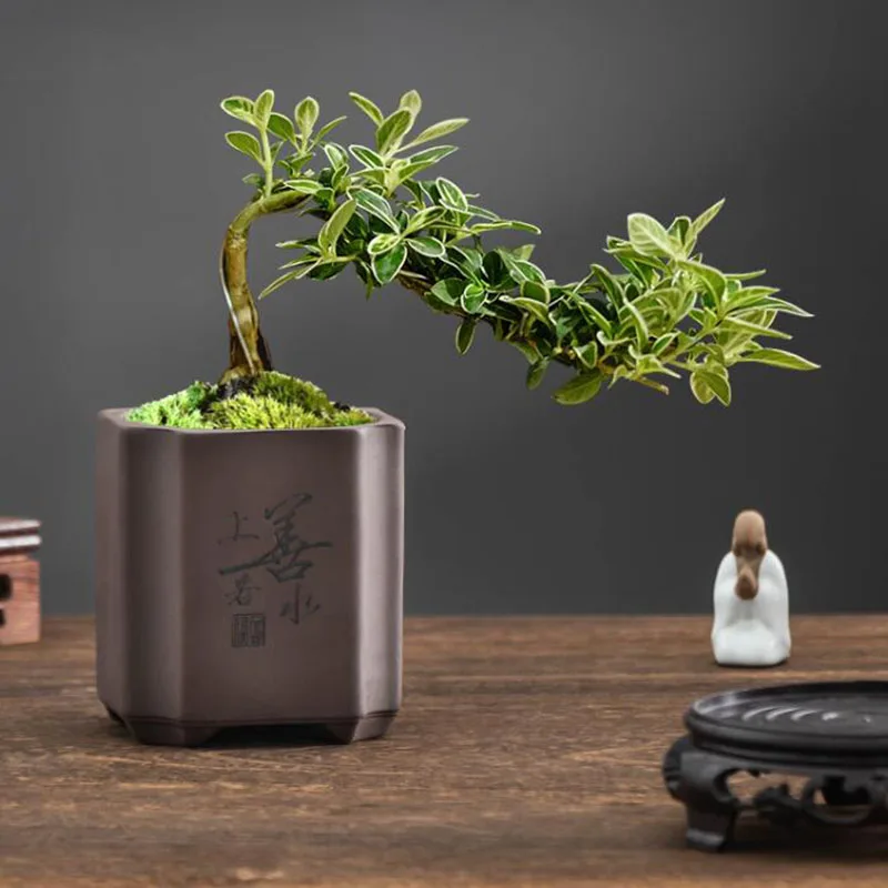 Chinese Style Purple Clay Bons - Bonsai Garden Europe 评论和价格