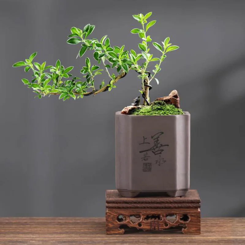 Chinese Style Purple Clay Bons - Bonsai Garden Europe 评论和价格