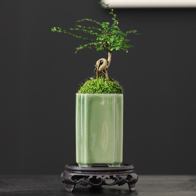 Porcelain Square Celadon Glaze - Bonsai Garden Europe 评论和价格
