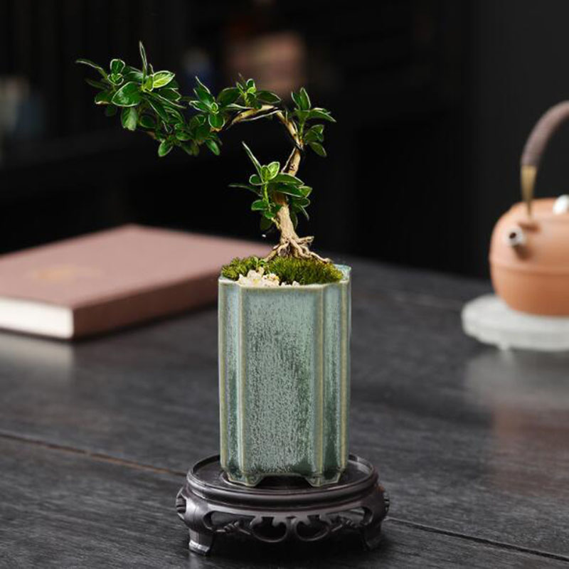 Porcelain Square Celadon Glaze - Bonsai Garden Europe 评论和价格