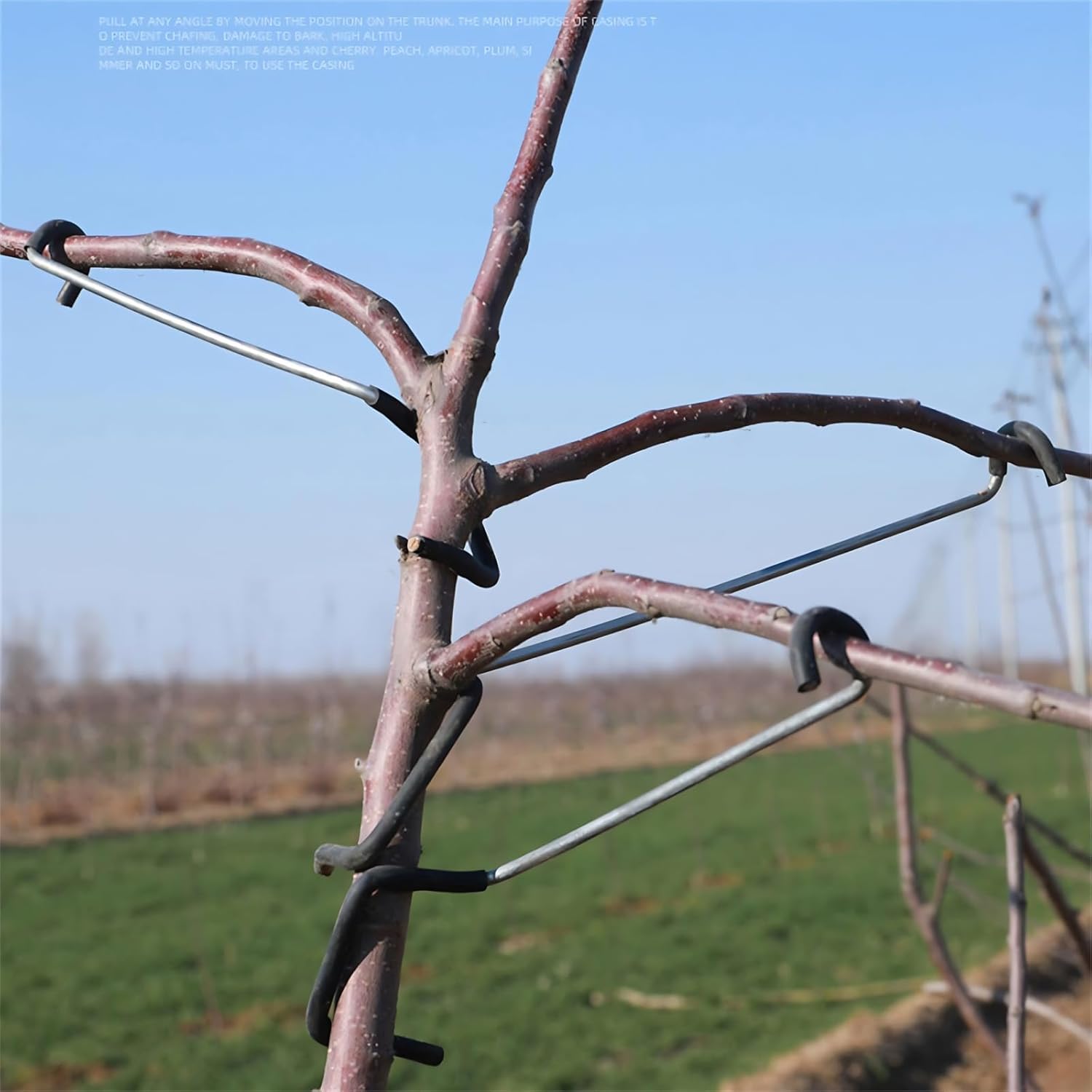 Adjustable Fruit Tree Branch S - Bonsai Garden Plants 评论和价格