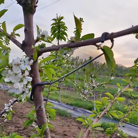 Adjustable Fruit Tree Branch S - Bonsai Garden Plants 评论和价格