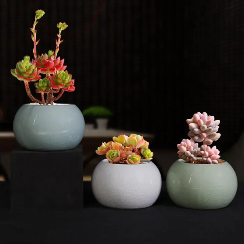 Asparagus Fern Plant Pot Flowe - Bonsai Garden Europe 评论和价格