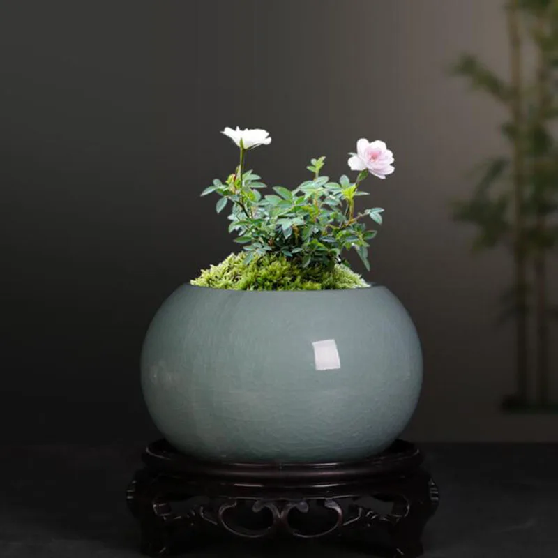 Asparagus Fern Plant Pot Flowe - Bonsai Garden Europe 评论和价格